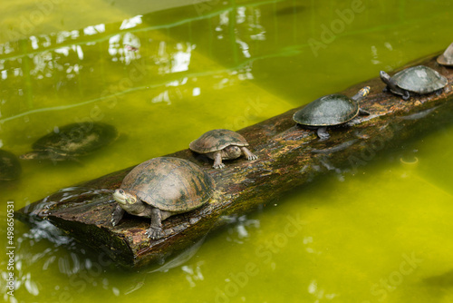 Several turtles in the middle of a pond