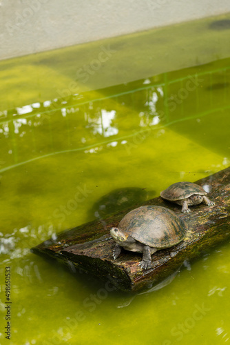 Two turtles on a wooden log in a pond