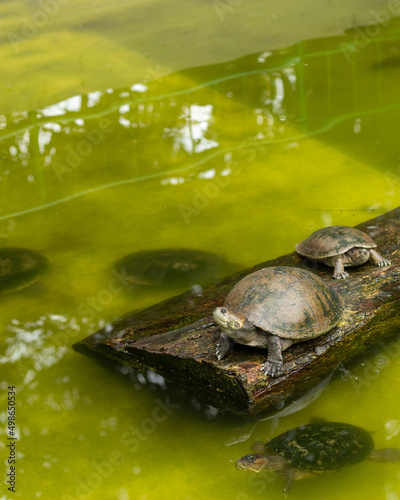 Two turtles on a wooden log while other turtles swim around it