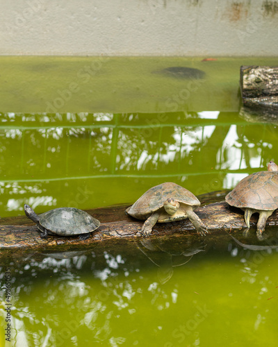 Three turtles standing on a wooden log