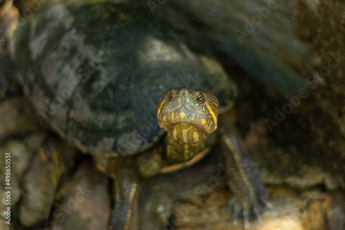 A beautiful turtle looking at camera