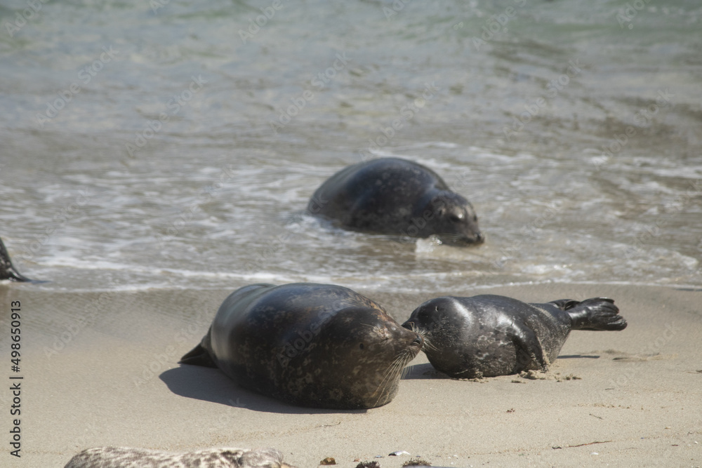 Fototapeta premium Sunbathing seals