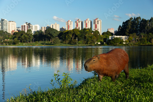 Capybara in Barigui Park in Curitiba Parana Brazil.