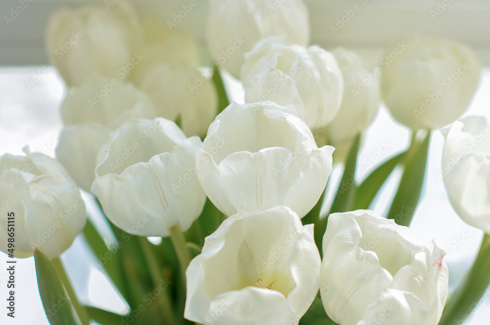 Fototapeta premium white tulips in a vase