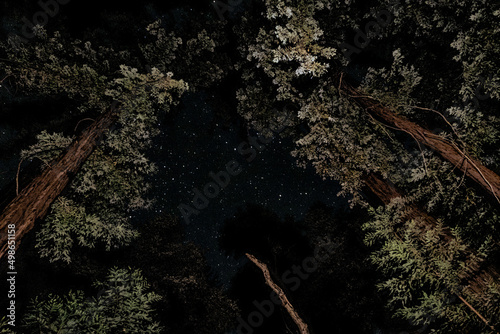 Gazing up at the night sky at Redwood Camp in the Ventana Wilderness in Big Sur, California