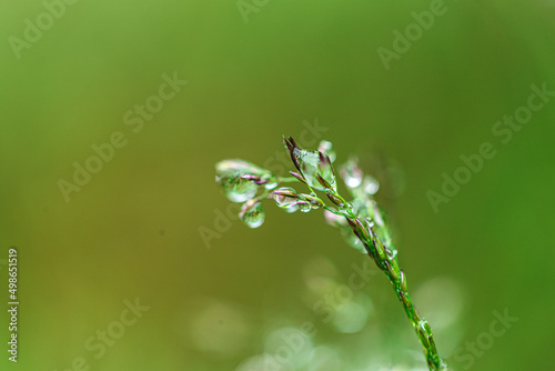  drops on plants. herbal background.Water drops on the stalks of the field grass.Natural plant texture in green natural tones.field after the rain. Spring nature.Silhouettes of plants.