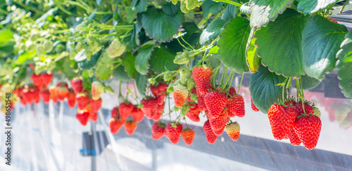 Strawberry farm and fruitful strawberries. イチゴ農園と実ったイチゴ	
 photo