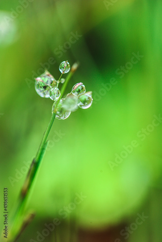  drops on plants. Beautiful herbal background.Water drops on the stalks of the field grass.plant texture in green natural tones.field after the rain. Spring nature.Silhouettes of plants. © Yuliya