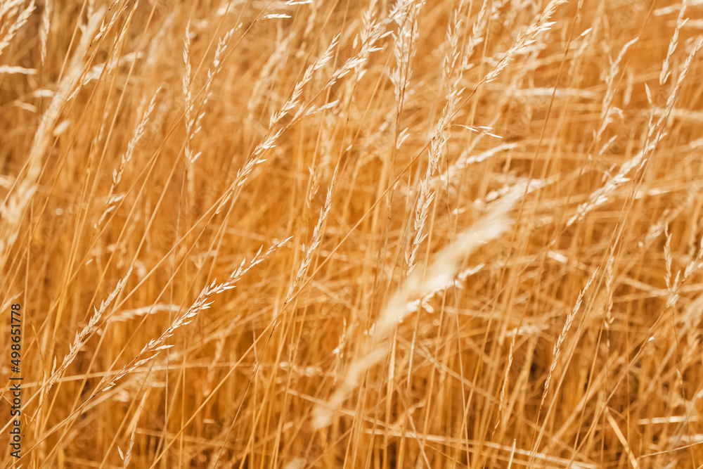 Fototapeta premium Dry grass in the meadow.
