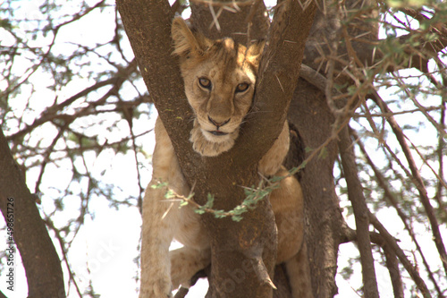 African Lion Cub in Tree on Safari © Crossing The Globe