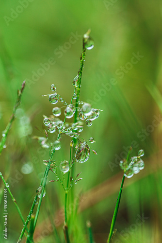  drops on plants. Beautiful herbal background.Water drops on the stalks of the field grass.Natural plant texture in green natural tones.field after the rain. Spring nature