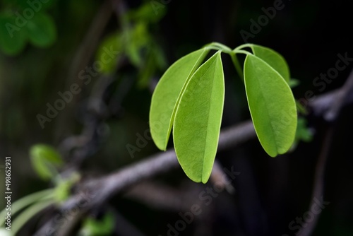 green leaves on a branch (with room for text) spring concept 