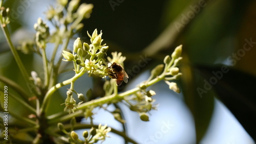 close up of a bee on blossoms