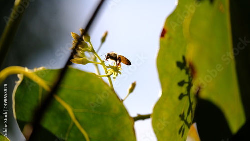 Bee on a leaf