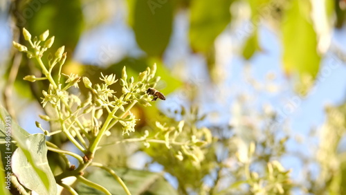 Bee on a mission for the queen