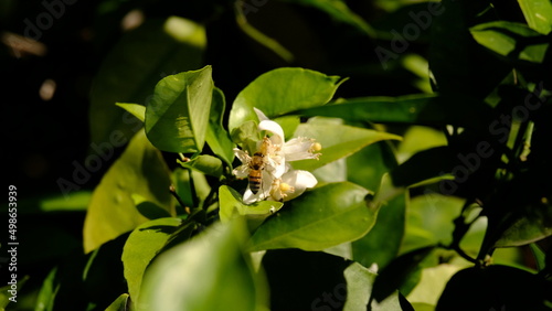 Bee climbing on orange blossoms