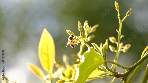 Sunlit bee on green foliage 
