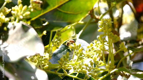 bee on a bud with sunlight 