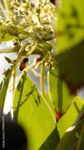 Bee lit up by sunlight in a bunch of buds. 