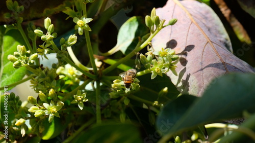 Bee climbing on buds of tree