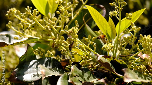 Bee with a bunch of buds