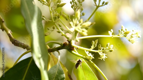 Bee looking at blossoms as it hovers 