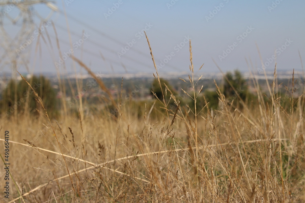 Fototapeta premium Blowing in the Wind