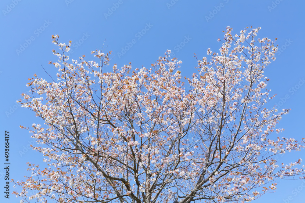 満開の桜を下から見上げる	