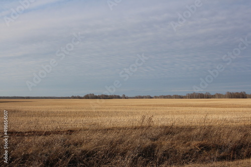 agro-industrial field with wheat in autumn field in Siberia with grain