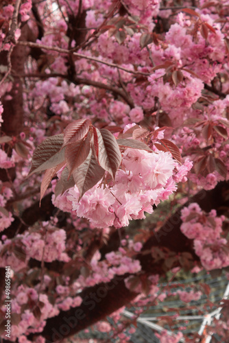 pink cherry blossom