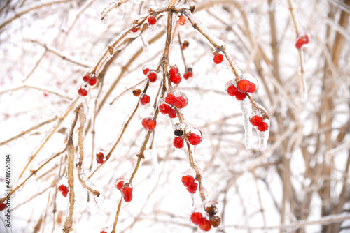 Frozen red berries on a branch in ice and snow on a winter day