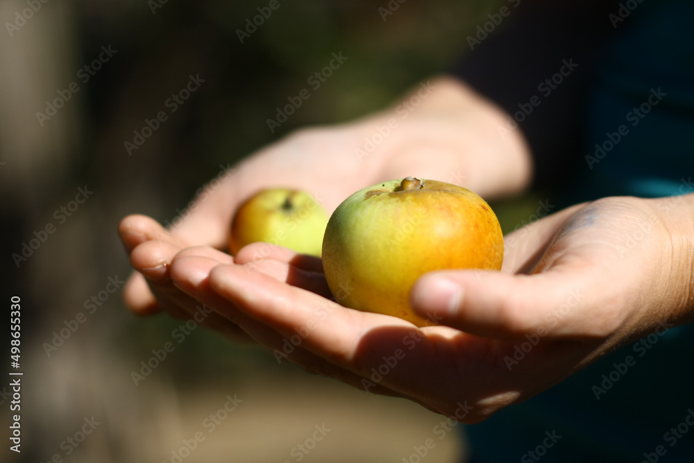 two hands holding a ripe apple two hands holding a ripe apple