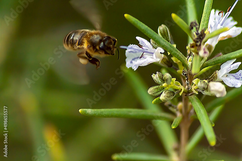 Abeja en flor de Romero