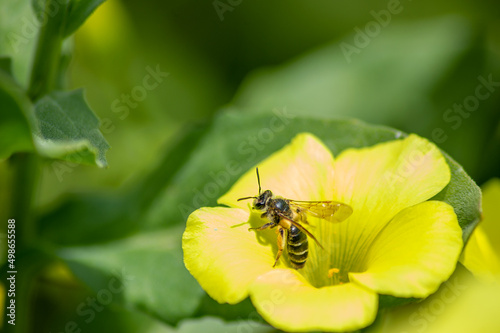 Avispa en flor