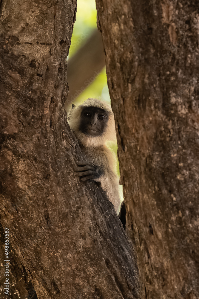 Fototapeta premium Gray langur, monkey hidden behind a tree and observes, India, Madhya Pradesh 