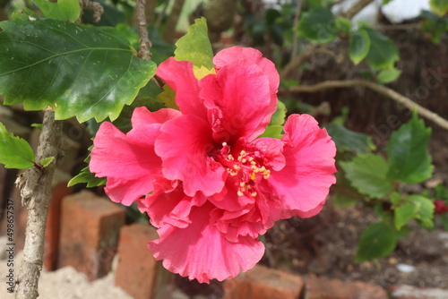 Flor de papo rosado photo