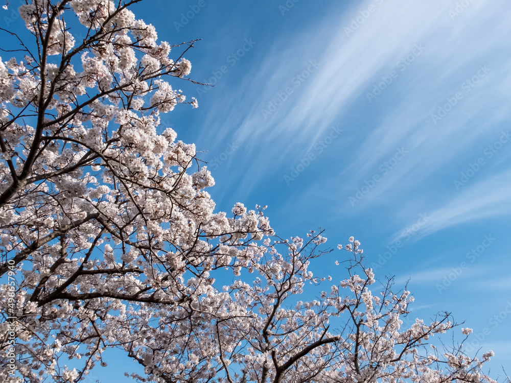 池の畔の美しい桜　滋賀県草津市蓮海寺