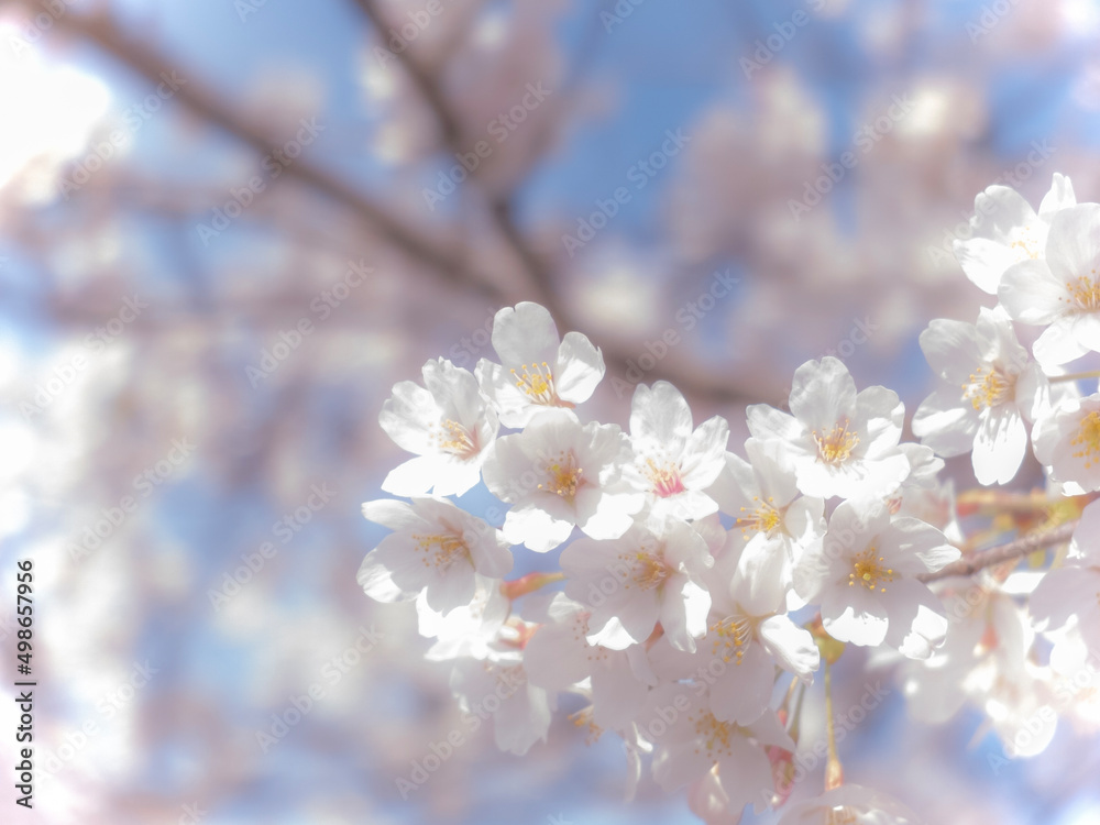 池の畔の美しい桜　滋賀県草津市蓮海寺