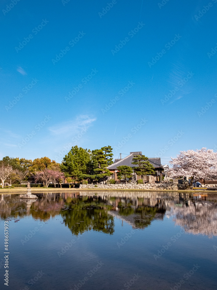 池の畔の美しい桜　滋賀県草津市蓮海寺