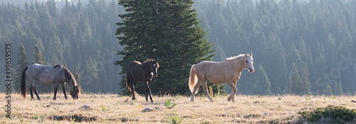 Blue Roan, Black, and Palomino wild horse mustang stallions in the Pryor Mountains Wild Horse Range in Montana United States photo