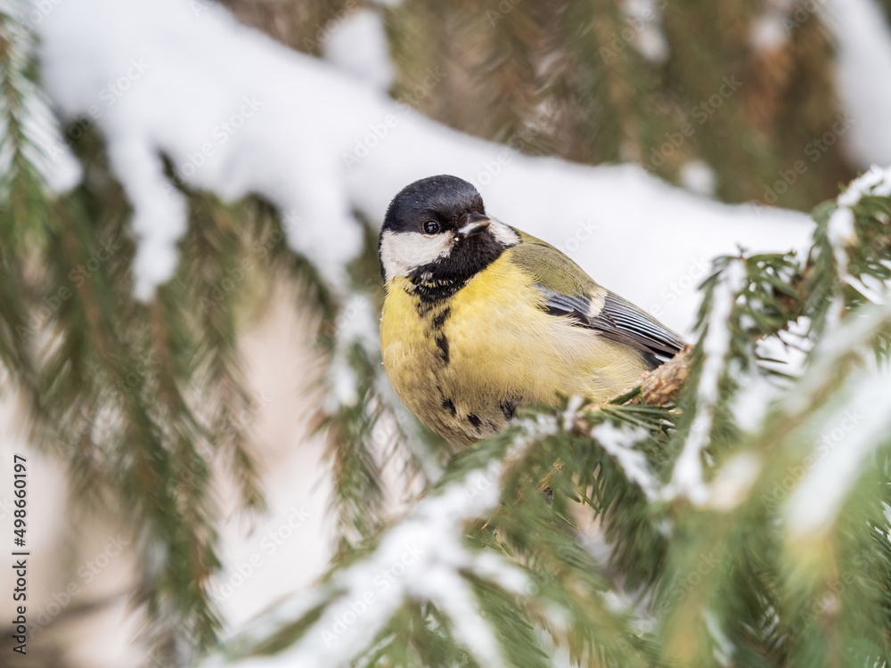 Cute bird Great tit, songbird sitting on the fir branch with snow in winter Cute bird Great tit, songbird sitting on the fir branch with snow in winter