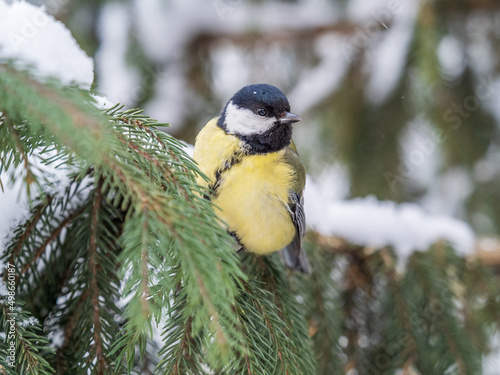 Cute bird Great tit, songbird sitting on the fir branch with snow in winter