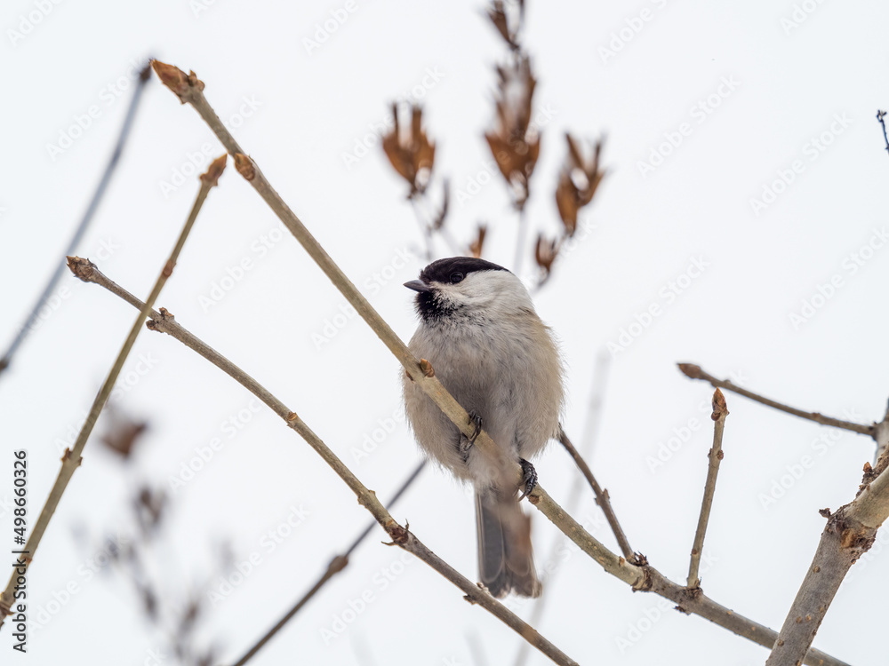 Fototapeta premium Cute bird the willow tit, song bird sitting on a branch without leaves in the winter.
