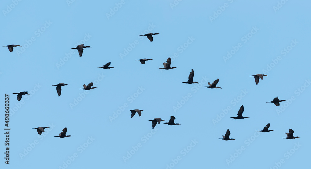 Flock of swimming duck birds flying on the blue  skye background (Eurasian Wigeon)