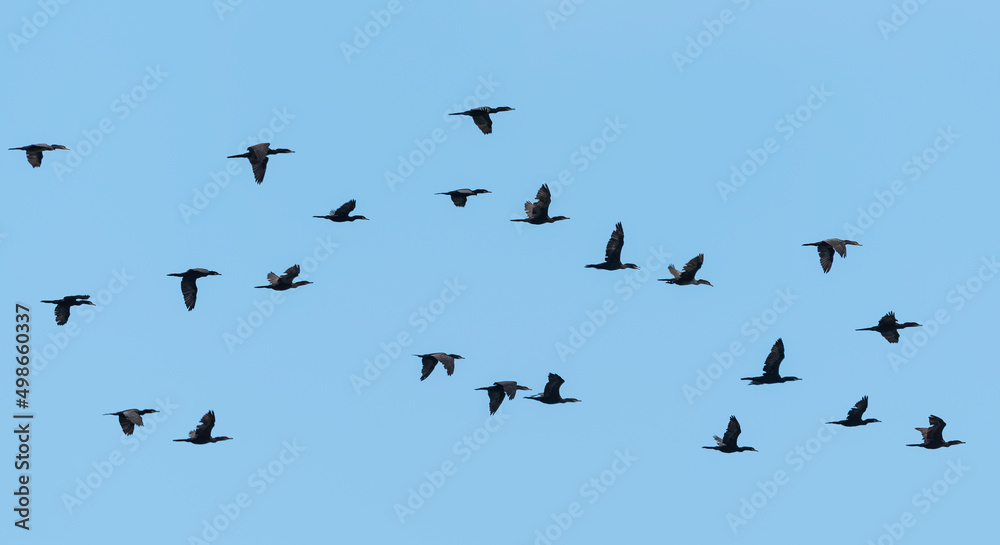 Flock of swimming duck birds flying on the blue skye background (Eurasian Wigeon) Flock of swimming duck birds flying on the blue skye background (Eurasian Wigeon)
