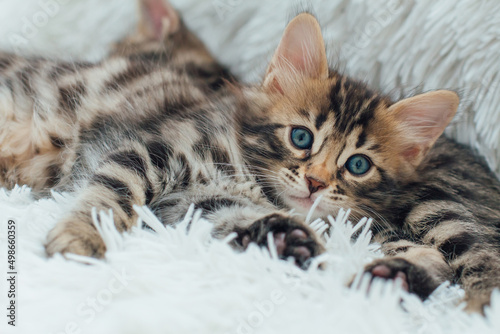 Cute dark grey charcoal long-haired bengal kitten laying on a furry blanket. © Smile