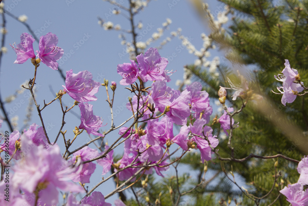 Spring flowers, full bloom of azaleas. Azalea flowers to mark the beginning of spring. Flowers botanical garden
Spring flowers, full bloom of azaleas. Azalea flowers to mark the beginning of spring. Flowers botanical garden