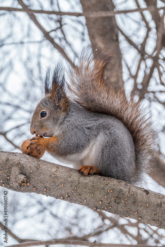 The squirrel with nut sits on tree in the winter or late autumn