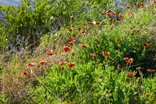 Wildflowers