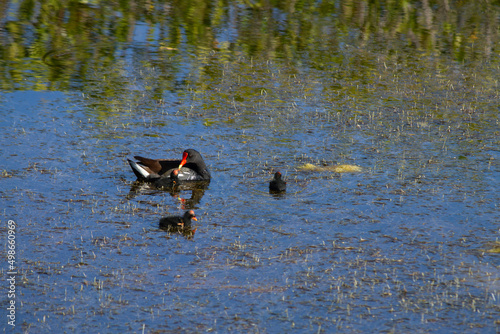 ducks on the lake